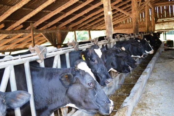 Campanha de vacinação contra febre aftosa encerra na quinta-feira