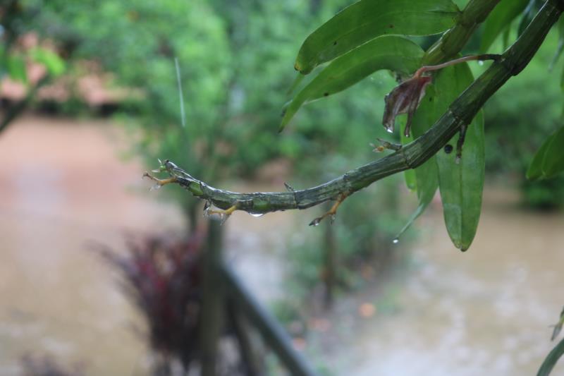 Domingo será marcado pela volta da chuva em todo o Estado