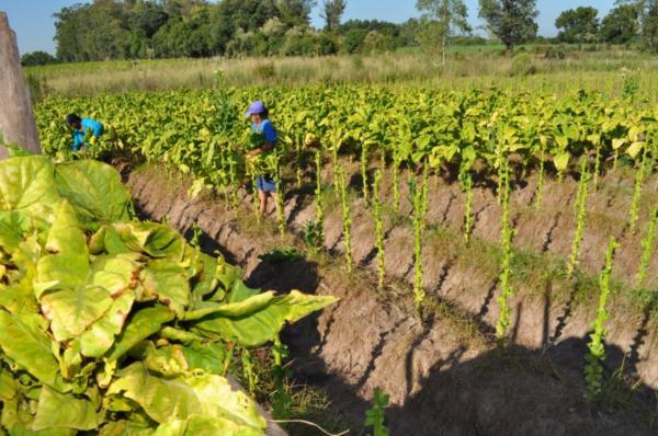 Estimativa para a safra de tabaco tem redução de 4%