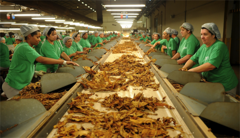 Exportações de tabaco devem recuperar o ritmo no segundo semestre