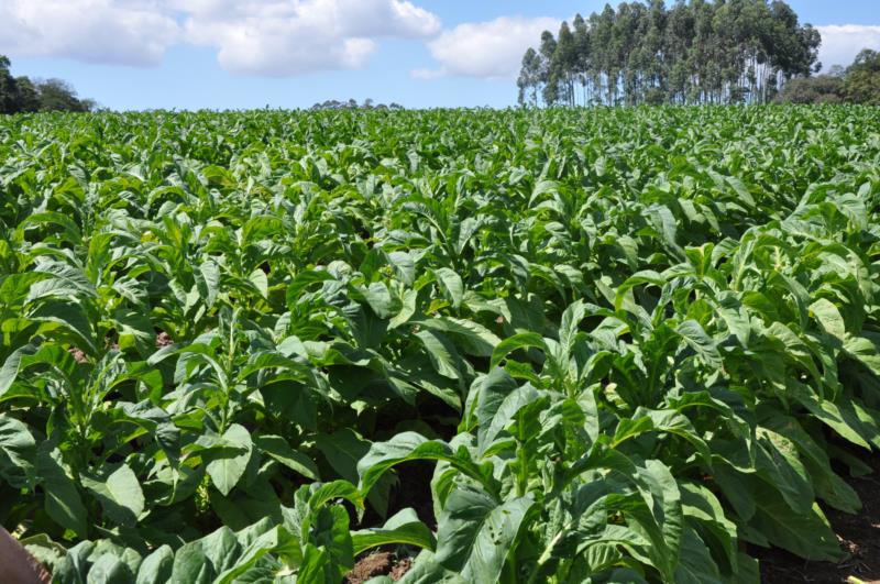 Clima favorece produção de tabaco no Sul