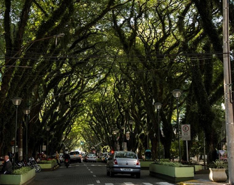 Prefeitura realiza operação de emergência para corte de galhos das tipuanas