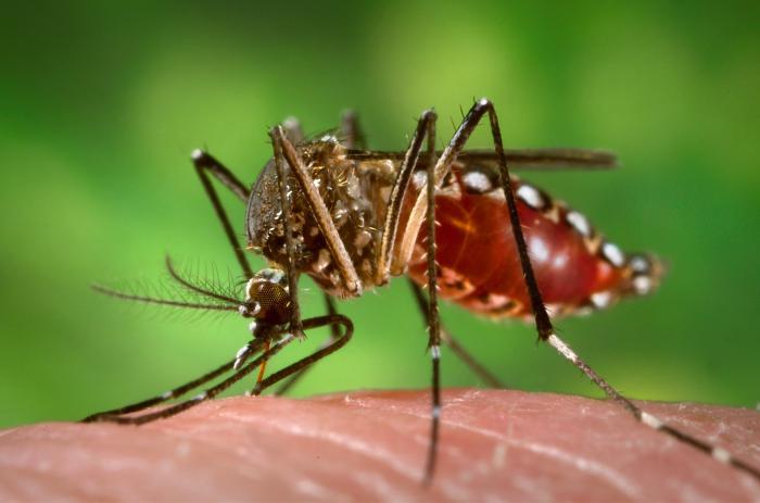 Com caso suspeito de chikungunya, Cachoeira do Sul é considerada infestada pelo Aedes