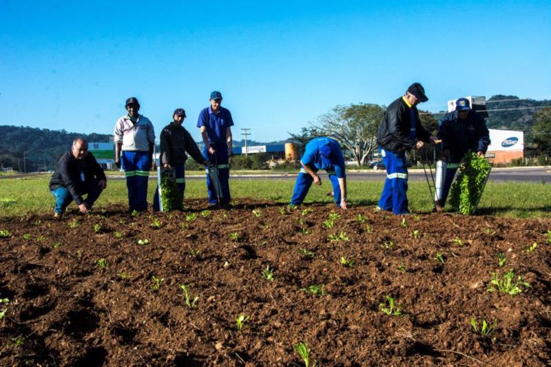 Começa o plantio de novas mudas de flores nos trevos