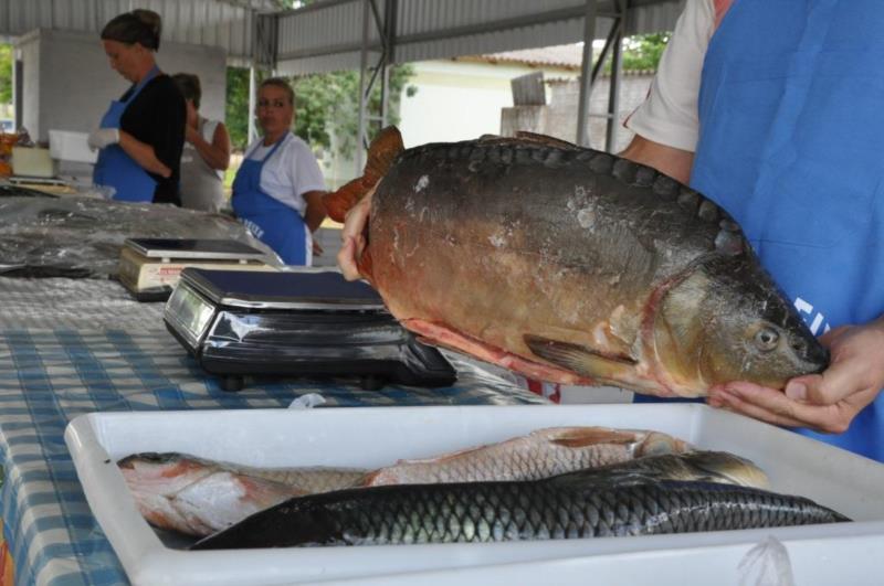 Vera Cruz quer organizar a criação de peixes