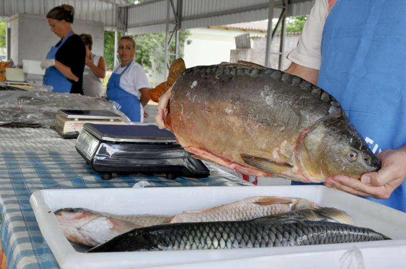 Quinta é dia de Feira do Peixe