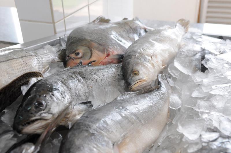 Apiva confirma realização da Feira do Peixe em Venâncio Aires