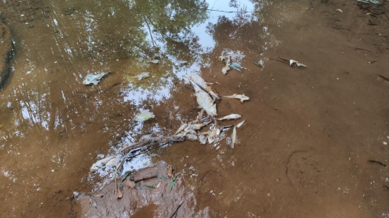 Prefeitura de Venâncio Aires investiga morte de peixes em arroio