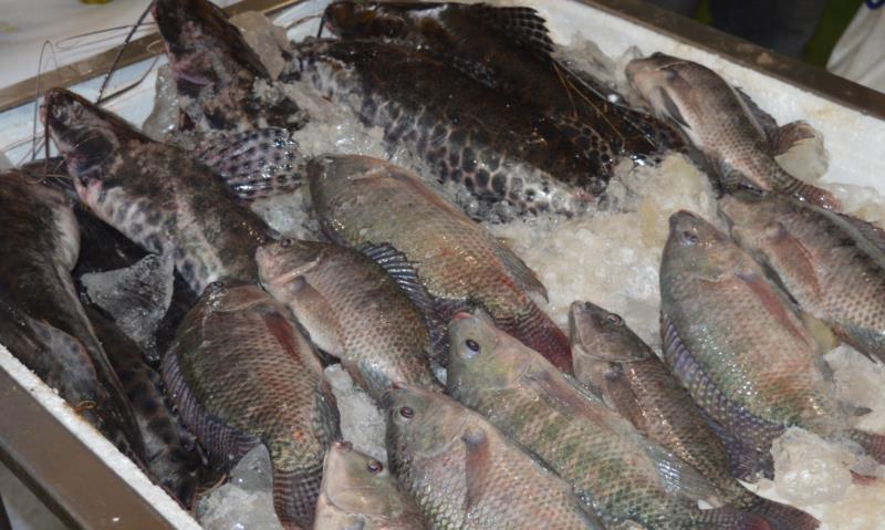 Quinta tem Feira do Peixe