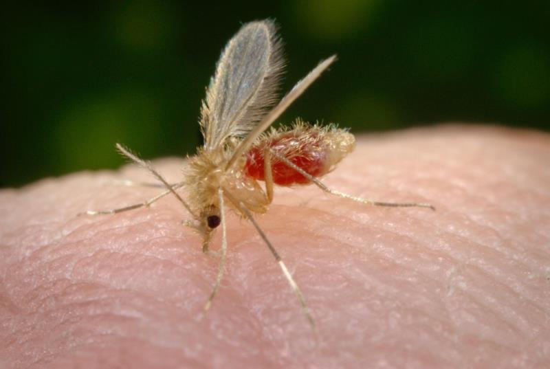 Vigilância Sanitária alerta sobre a leishmaniose