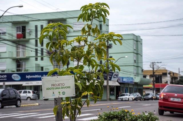 Projeto Adote uma Árvore quer envolver a comunidade