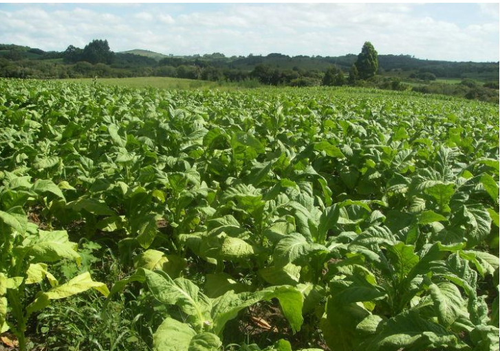 Preço do tabaco terá segunda rodada de negociação