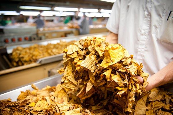 Com a parada da compra de tabaco, R$ 50 milhões deixam de circular diariamente na economia