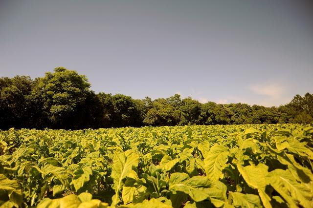 Quase 50% dos municípios da Região Sul do Brasil produzem tabaco