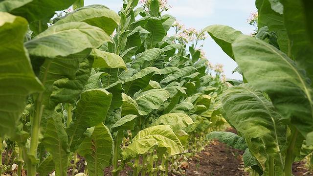 Safra 2018 de tabaco não deve ser prejudicada pela COP-8