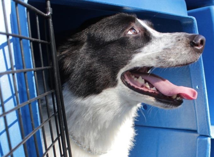 Prefeito veta transporte de animais em ônibus