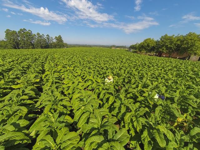 Especialistas de 15 países já se inscreveram para o Agro-Phyto