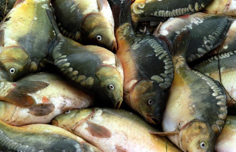 RS projeta comercializar mais de 4,3 mil toneladas de peixes