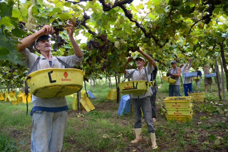 Safra de uva na Serra deve chegar a índices acima da média