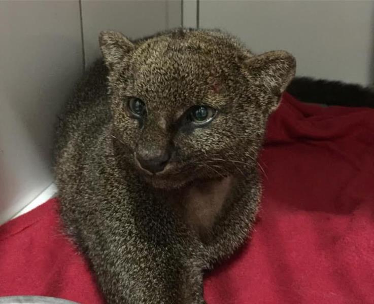 Sema devolve gato-mourisco à natureza depois de tratamento