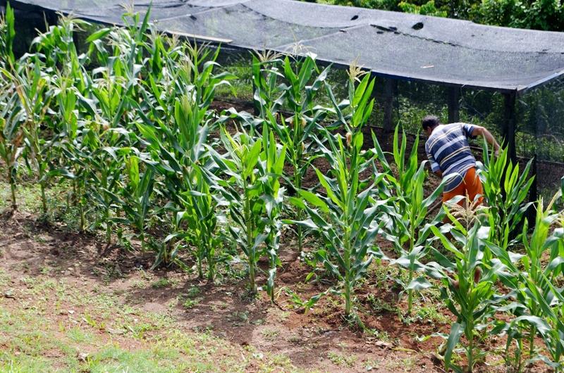 Hortas comunitárias ajudam na recuperação de presos