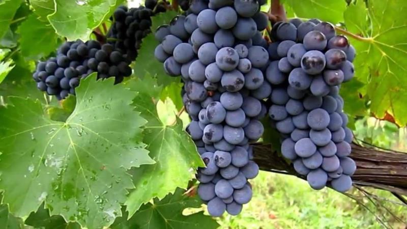 Brasileiros avançam em pesquisa para produção de uvas sem sementes