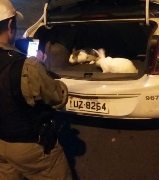 Jovem é preso após furtar coelhos de uma agropecuária em Venâncio