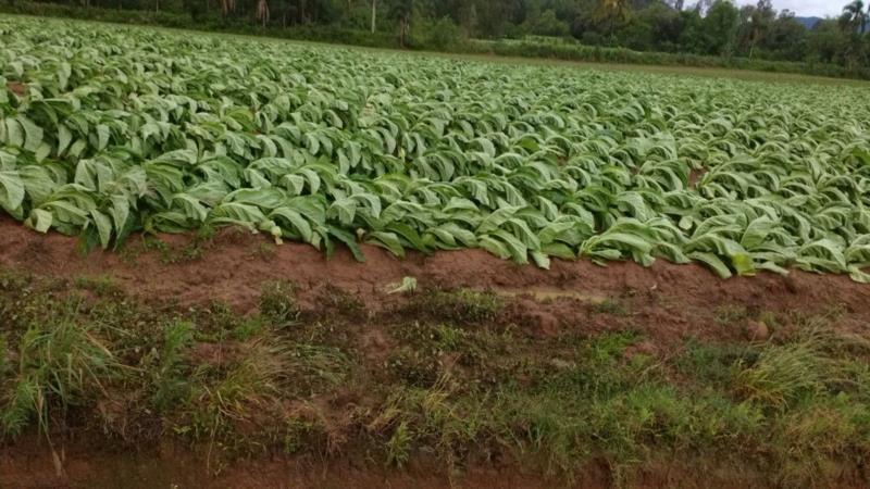 Afubra contabiliza mais de 750 avisos de granizo em lavouras