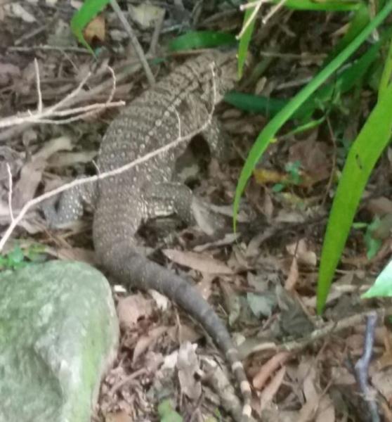 Mulher encontra lagarto dentro do fogão de casa em Santa Cruz