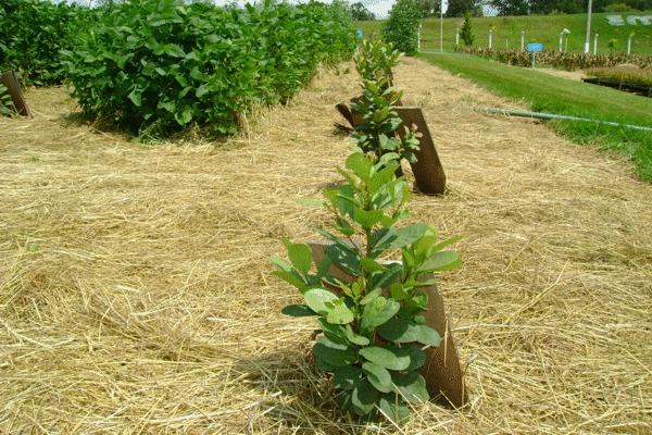 Venâncio Aires tem perda de 18% na safra de erva-mate