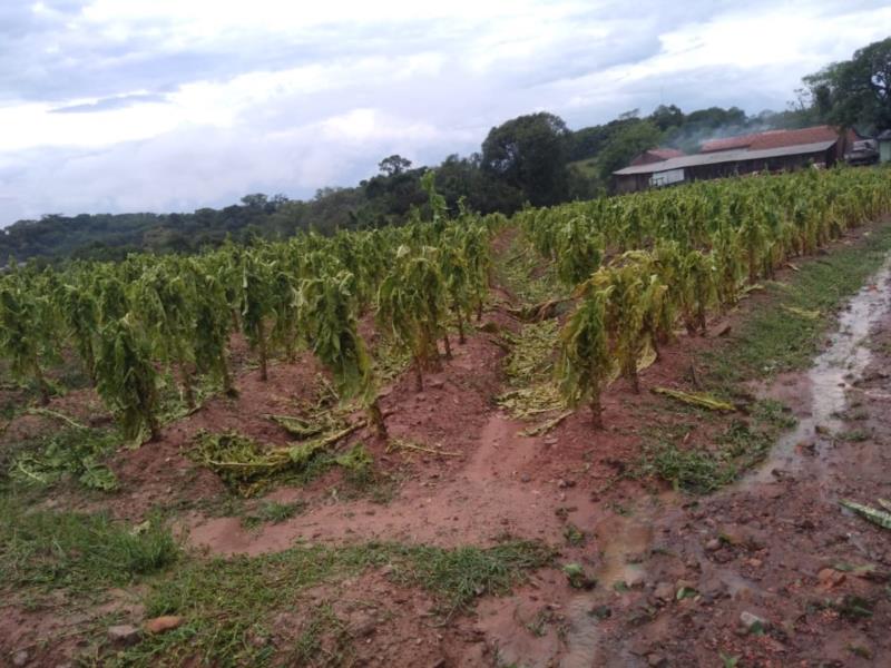 Temporal gera mais de R$ 4 milhões de prejuízos à agricultura em Venâncio Aires