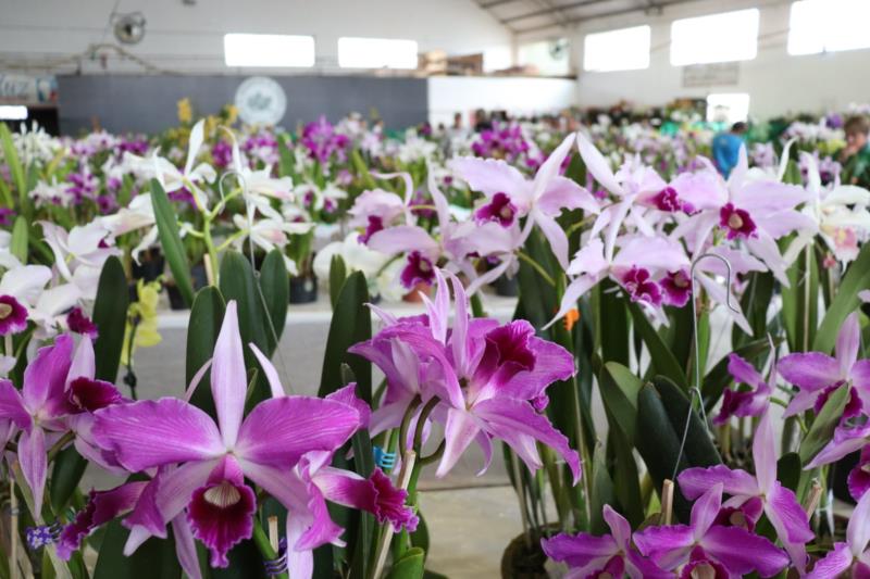 13ª Exposição Estadual de Orquídeas inicia hoje com cerca de 100 expositores em Mato Leitão