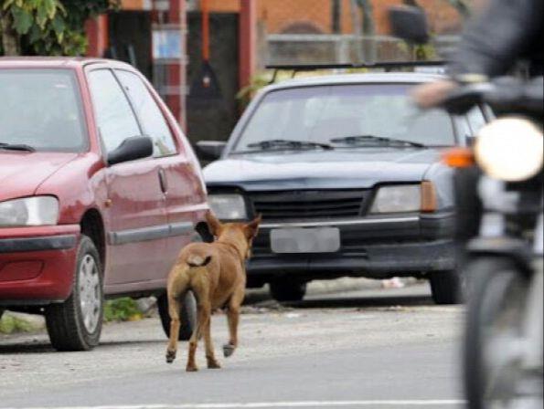 Denúncias de maus-tratos a animais poderão ser feitas de forma on-line em Venâncio Aires