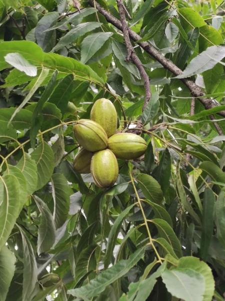 Colheita da noz-pecan será aberta oficialmente nesta sexta-feira em Encruzilhada do Sul