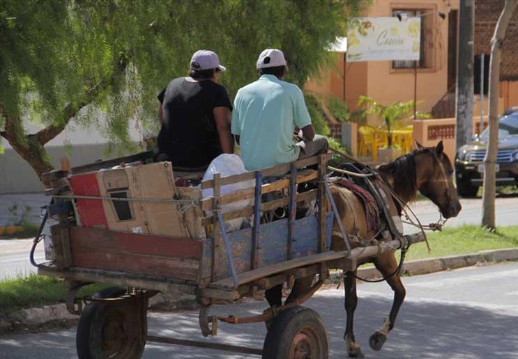 Audiência pública vai debater uso de veículos de tração animal em Santa Cruz