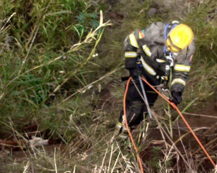 Cães caem em ribanceira e são resgatados de rapel por bombeiros em Arroio do Meio