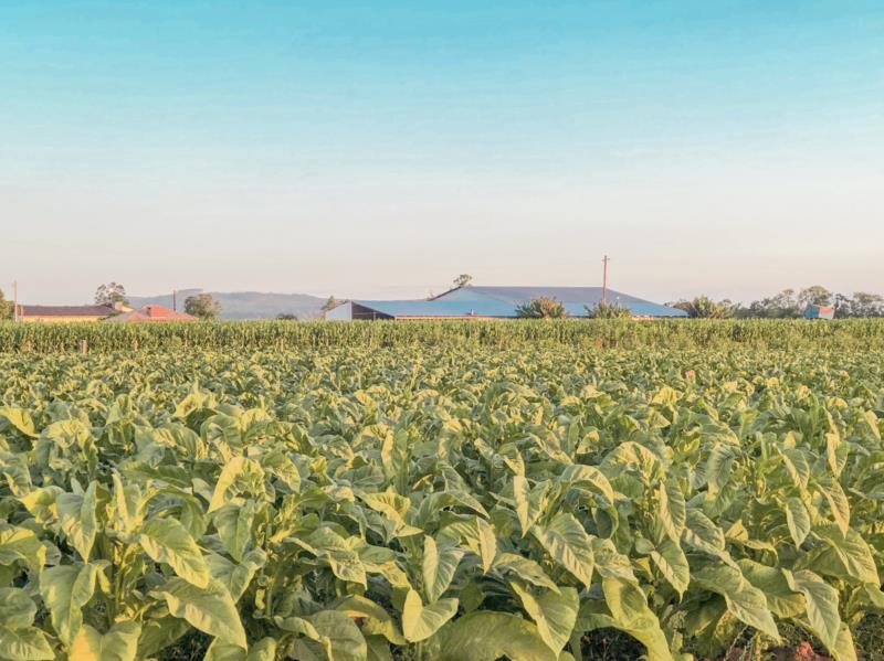 Levantamento dos custos de produção do tabaco inicia na próxima semana de forma conjunta