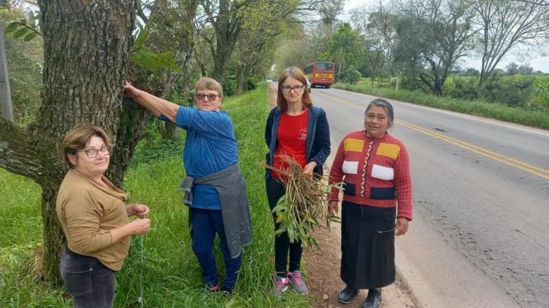 Cartão postal da região, Túnel Verde da ERS-405 recebe orquídeas