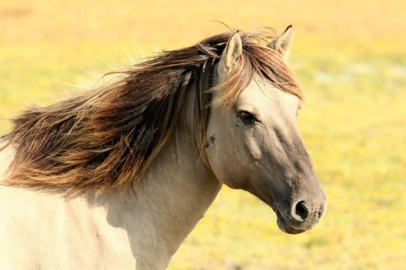 Prefeito de Rio Pardo sanciona lei que obriga implantação de microchip em cavalos