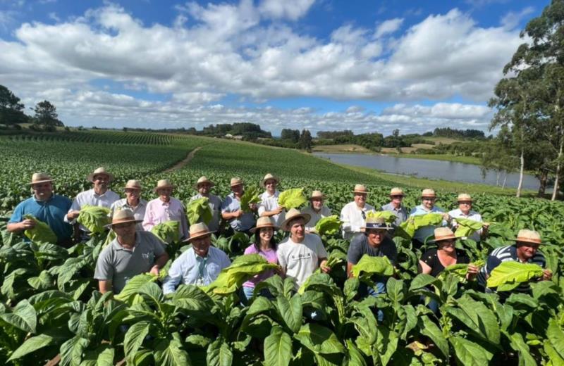 Colheita do Tabaco é oficialmente aberta no Rio Grande do Sul