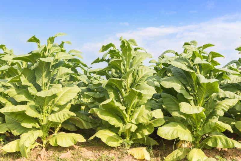 Vereadora propõe a criação de Frente Parlamentar em defesa dos produtores de tabaco