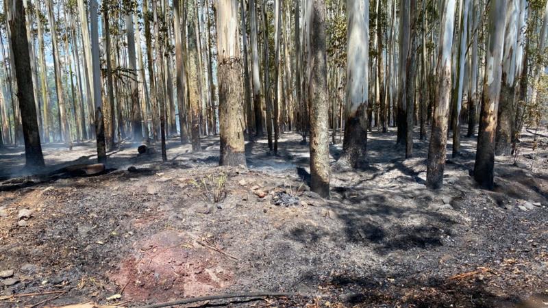 FOTOS: Floresta de eucaliptos é atingida por incêndio em Vera Cruz