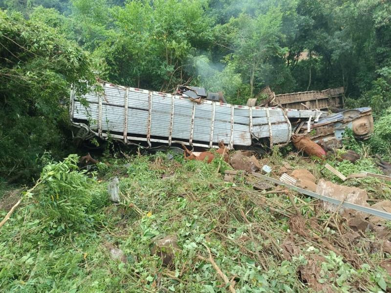 Carreta que transportava bois tomba na ERS-400, em Candelária