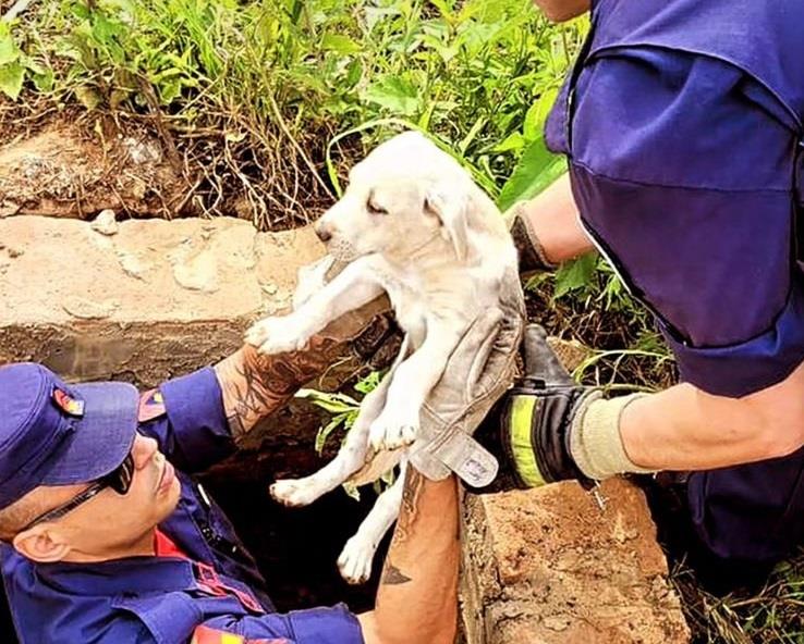 Filhotes de cachorro ficam presos em bueiro e são resgatados