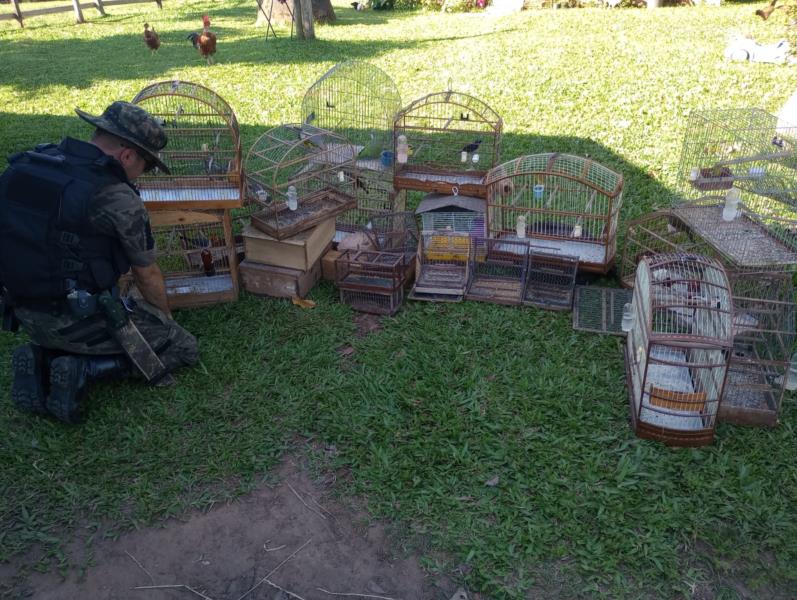 Operação Força Verde resgata dez aves em Rio Pardo