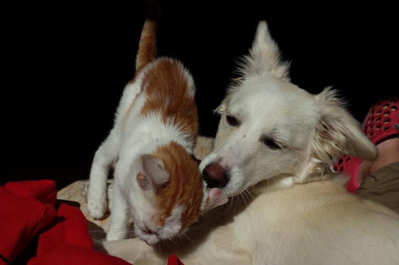 Criação do Fundo Municipal de Proteção aos Animais vai a votação na Câmara de Vereadores