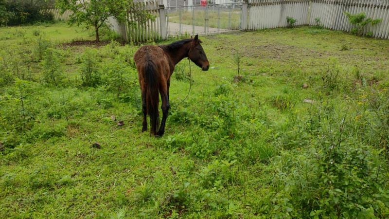 Carro colide com cavalo na ERS-400