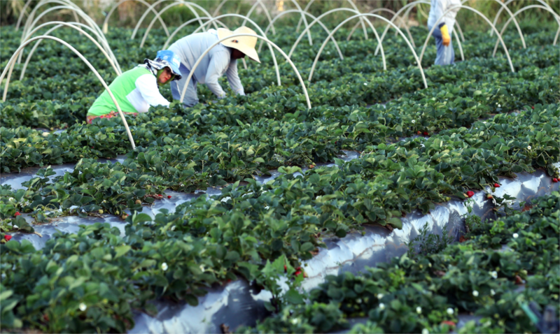 Plataforma do Desenrola renegociará dívidas de agricultores familiares