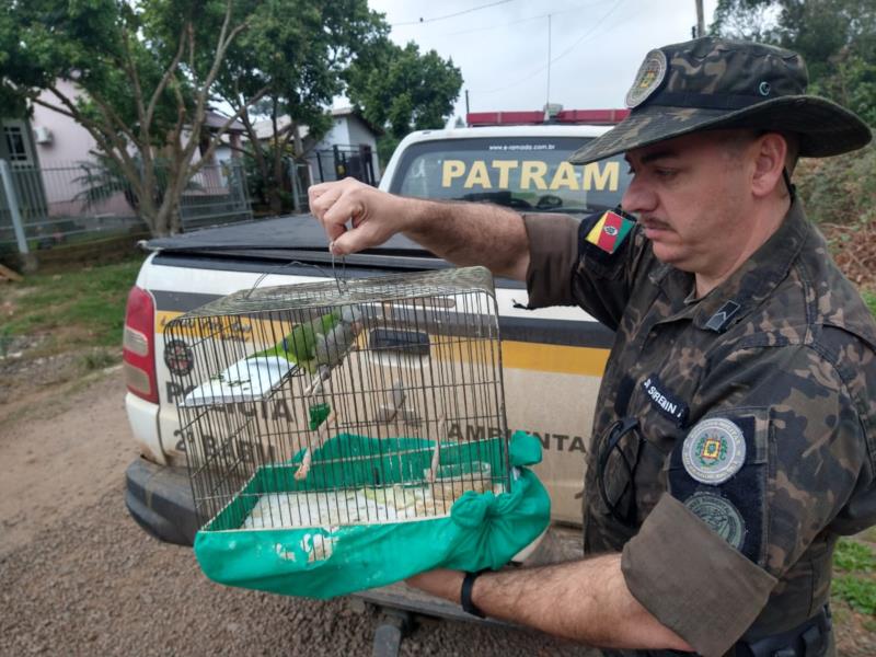 Polícia Ambiental apreende aves silvestres em propriedades de Venâncio Aires