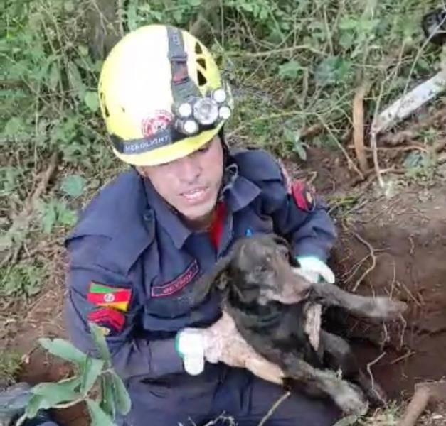 VÍDEO: Cadela fica presa em toca de animal silvestre e é resgatada pelo Corpo de Bombeiros